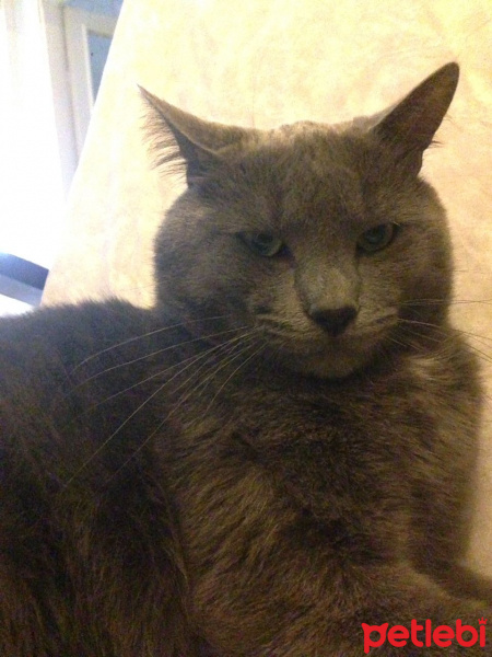 Mavi Rus, Kedi  Tomy fotoğrafı