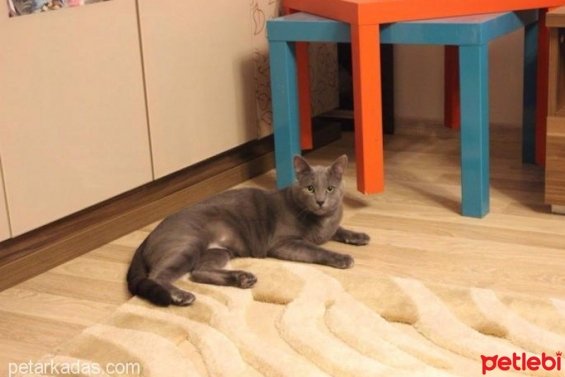 Mavi Rus, Kedi  Tomy fotoğrafı