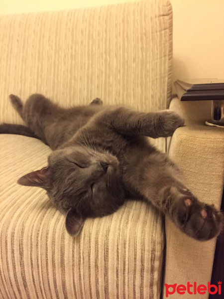 Mavi Rus, Kedi  Tomy fotoğrafı