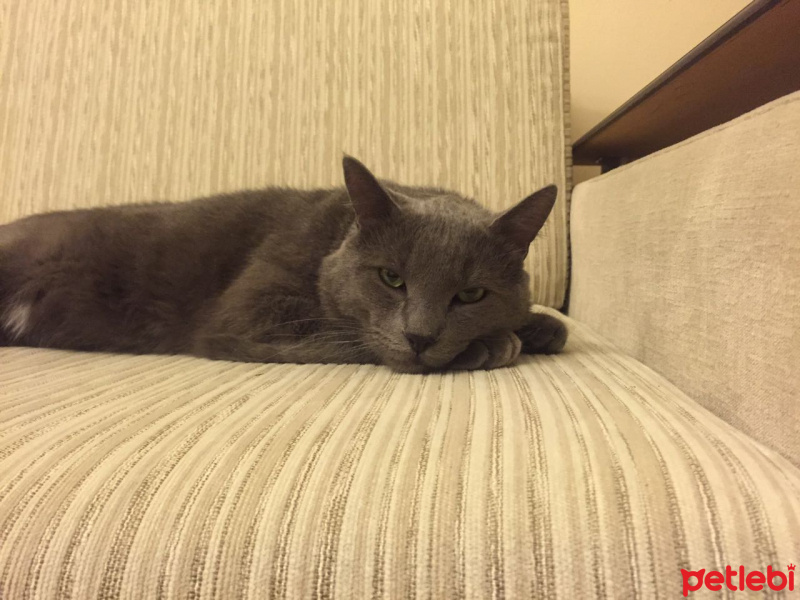Mavi Rus, Kedi  Tomy fotoğrafı