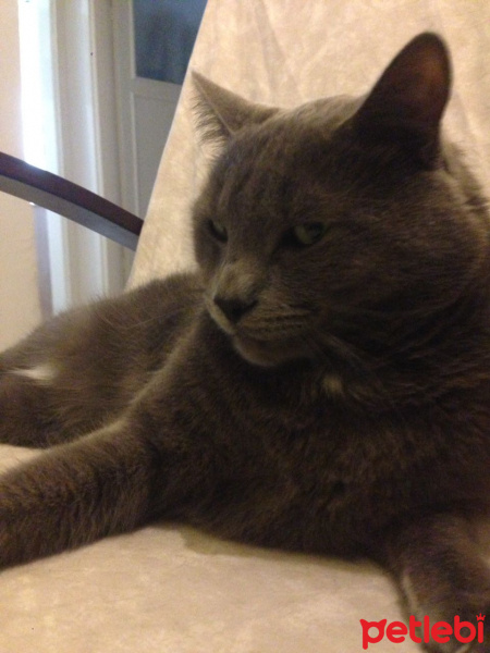 Mavi Rus, Kedi  Tomy fotoğrafı