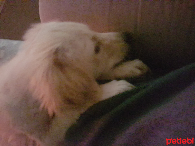 Golden Retriever, Köpek  Takinti fotoğrafı
