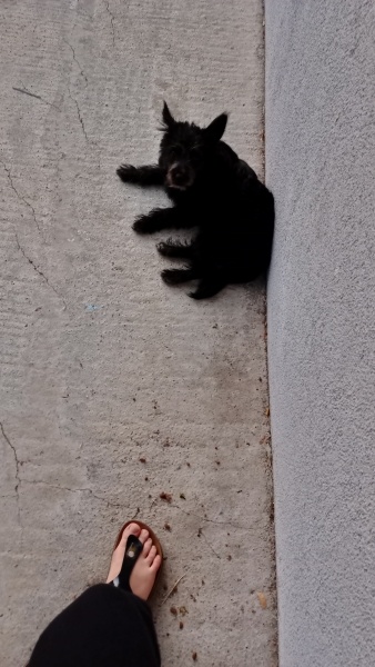 Maltese, Köpek  Zeytin fotoğrafı