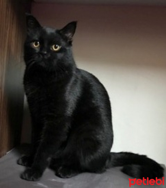British Shorthair, Kedi  Foggy fotoğrafı