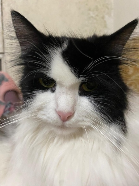 Norwegian Forest, Kedi  PUPA fotoğrafı