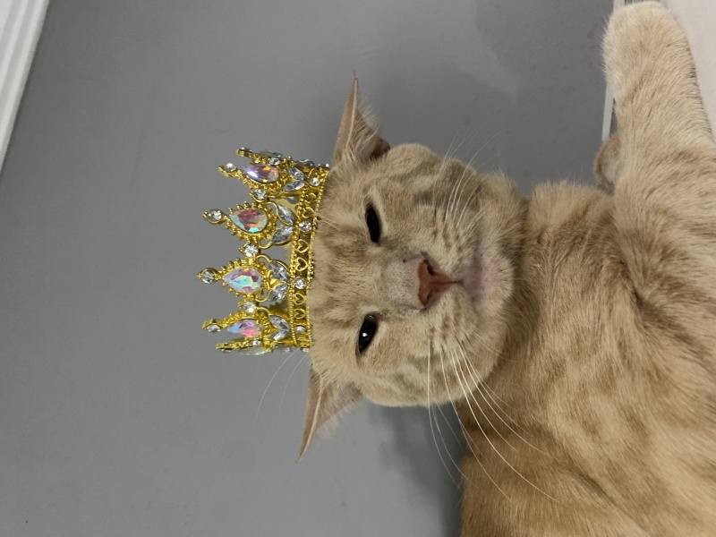 Sarman, Kedi  Şımarık fotoğrafı