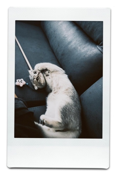 Scottish Fold, Kedi  Dumi fotoğrafı