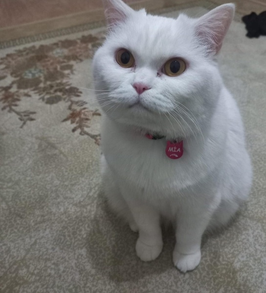 British Shorthair, Kedi  Mia fotoğrafı