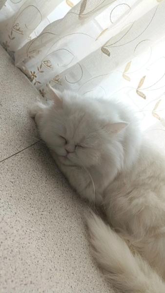 İran Kedisi (Persian), Kedi  Mia fotoğrafı