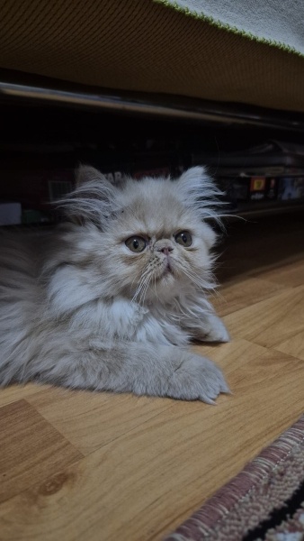 İran Kedisi (Persian), Kedi  Lora fotoğrafı