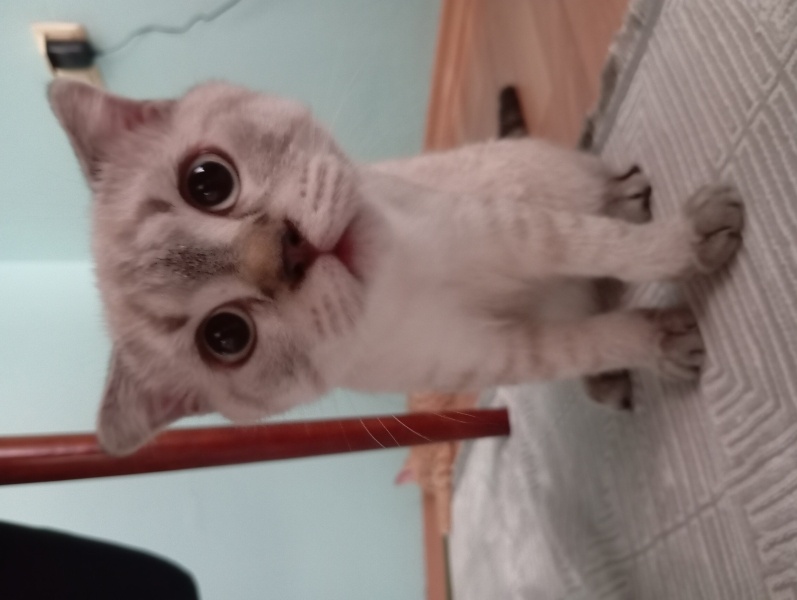 Scottish Fold, Kedi  Güneş fotoğrafı