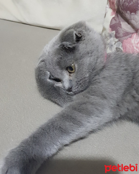 Scottish Fold, Kedi  Çilek fotoğrafı
