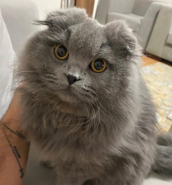 Scottish Fold, Kedi  Ares fotoğrafı