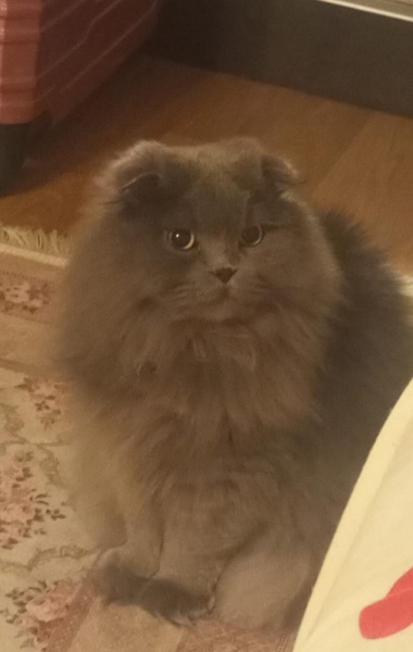 Scottish Fold, Kedi  Ares fotoğrafı