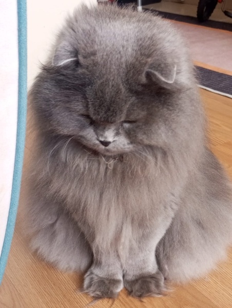 Scottish Fold, Kedi  Ares fotoğrafı