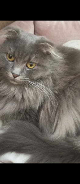 Scottish Fold, Kedi  Arya fotoğrafı
