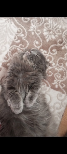 Scottish Fold, Kedi  Arya fotoğrafı