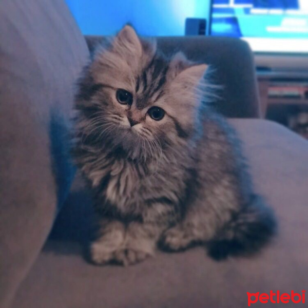 Chinchilla, Kedi  Joker fotoğrafı
