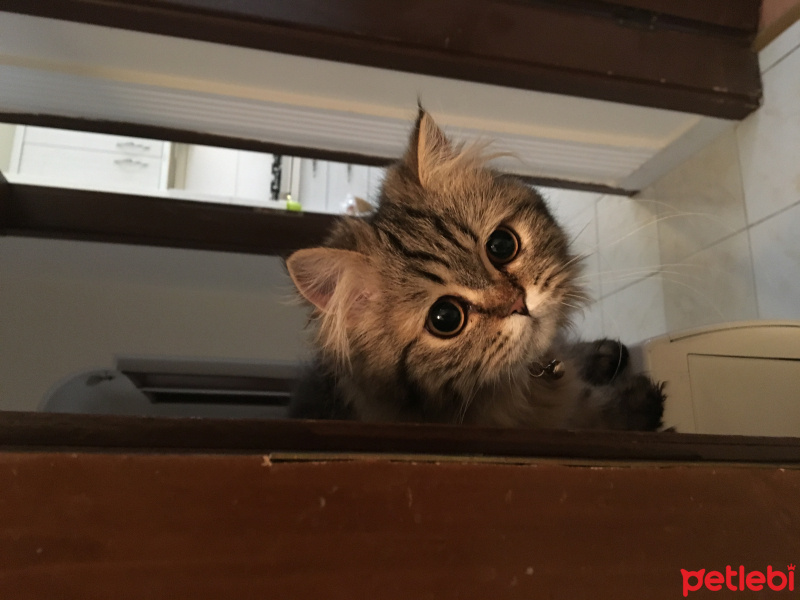 Chinchilla, Kedi  Joker fotoğrafı
