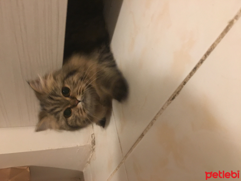 Chinchilla, Kedi  Joker fotoğrafı