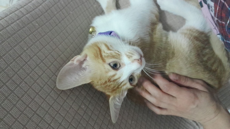 Sarman, Kedi  Mahmut fotoğrafı