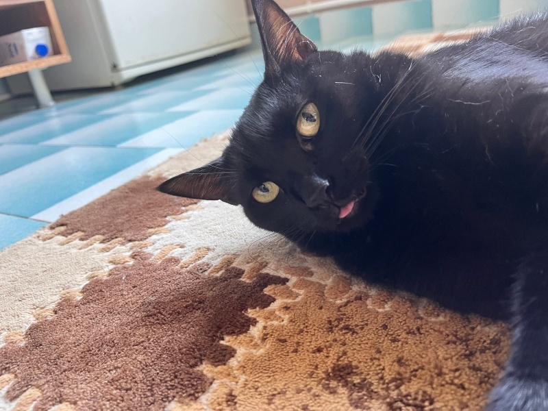 Bombay, Kedi  zuzu fotoğrafı