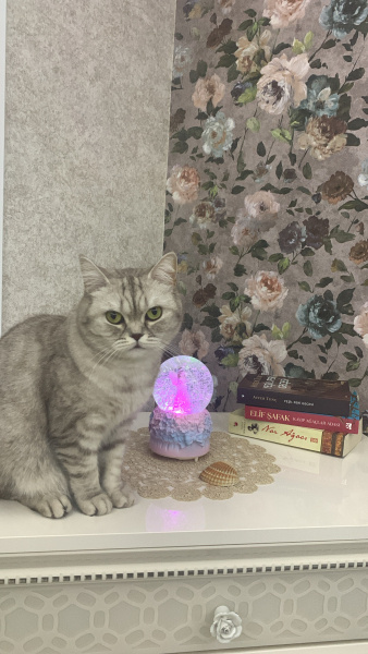 British Shorthair, Kedi  Lila fotoğrafı