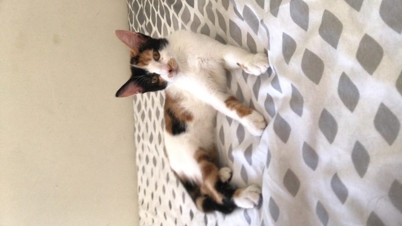 Tekir Kedi, Kedi  luna fotoğrafı