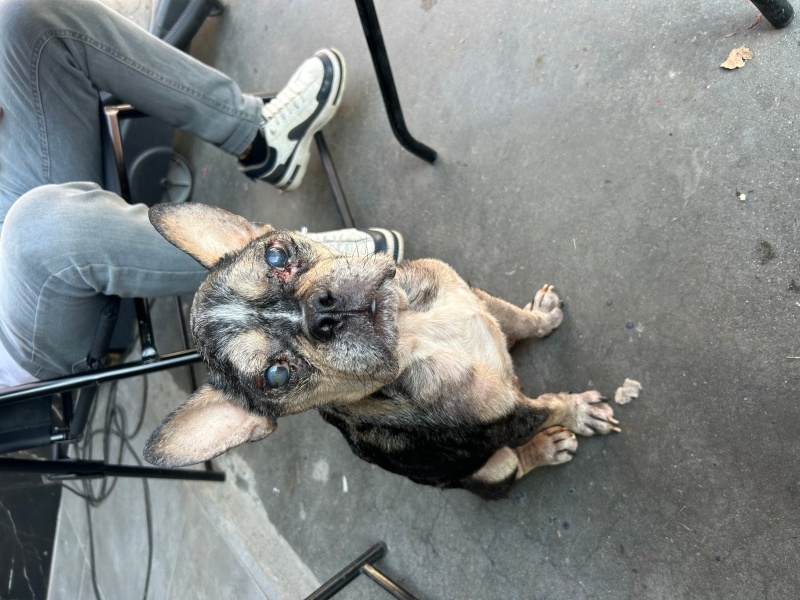 Fransız Bulldog, Köpek  papi fotoğrafı