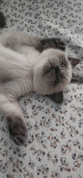 Scottish Fold, Kedi  sütlü fotoğrafı