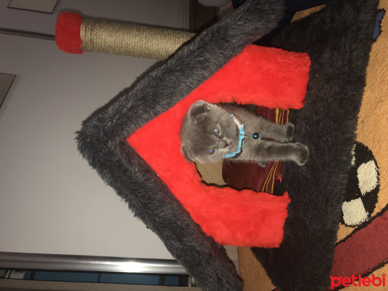 Scottish Fold, Kedi  Kaju fotoğrafı