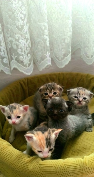Scottish Fold, Kedi  Yavrular fotoğrafı