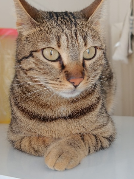 Tekir Kedi, Kedi  Pekmez fotoğrafı