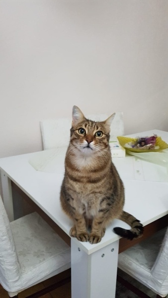 Tekir Kedi, Kedi  Paşa fotoğrafı