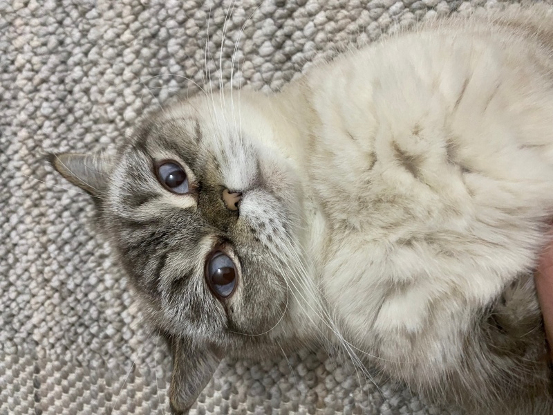 Scottish Fold, Kedi  Bal fotoğrafı