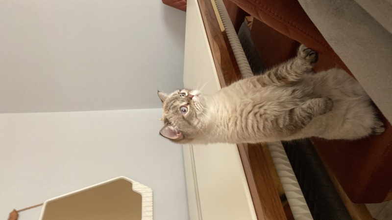 Scottish Fold, Kedi  Bal fotoğrafı