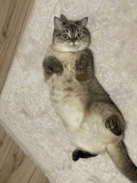 Scottish Fold, Kedi  Bal fotoğrafı
