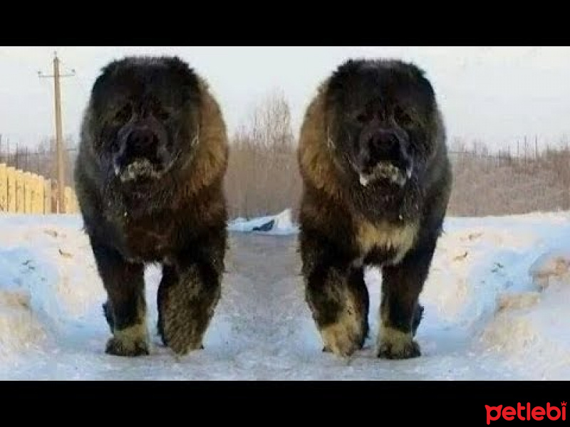 Kars Çoban Köpeği, Köpek  paşa fotoğrafı
