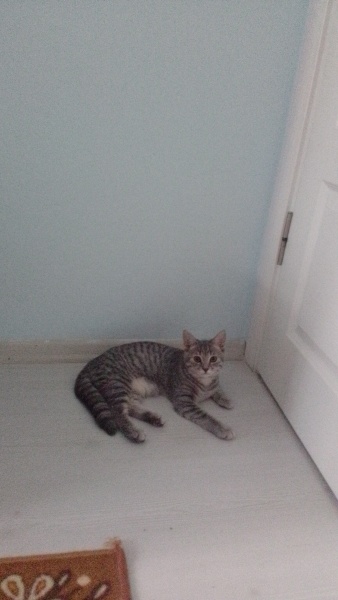 British Shorthair, Kedi  Duman fotoğrafı