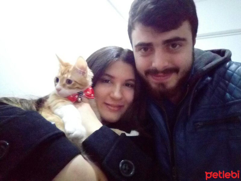 Tekir Kedi, Kedi  Osman fotoğrafı