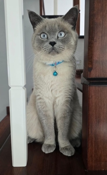 British Shorthair, Kedi  Kekik fotoğrafı
