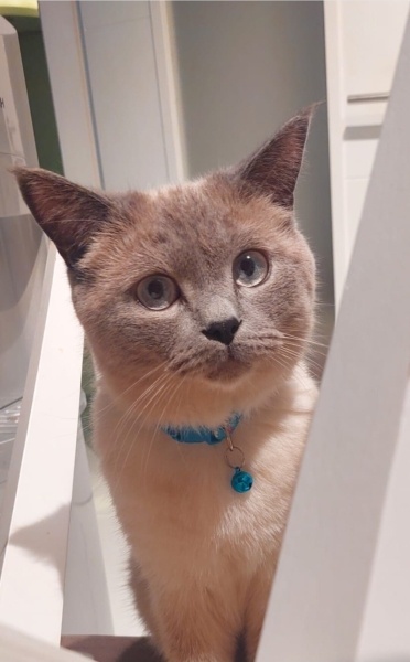 British Shorthair, Kedi  Kekik fotoğrafı