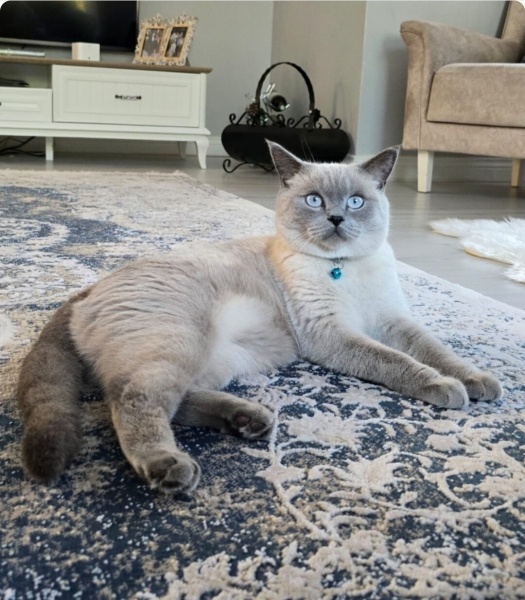 British Shorthair, Kedi  Kekik fotoğrafı