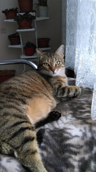 Tekir Kedi, Kedi  Mişa fotoğrafı