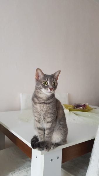 Tekir Kedi, Kedi  Leyla fotoğrafı