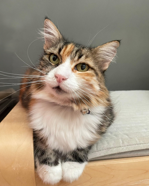 Tekir Kedi, Kedi  Arwen fotoğrafı