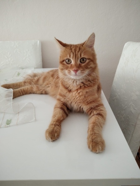Norwegian Forest, Kedi  Diego fotoğrafı