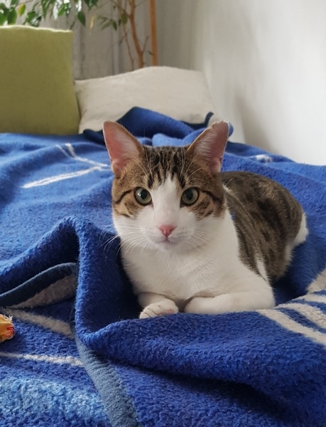 Tekir Kedi, Kedi  Eros fotoğrafı