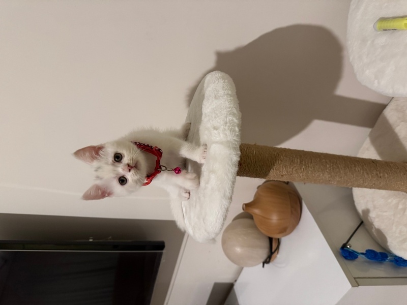 Scottish Fold, Kedi  Lily fotoğrafı