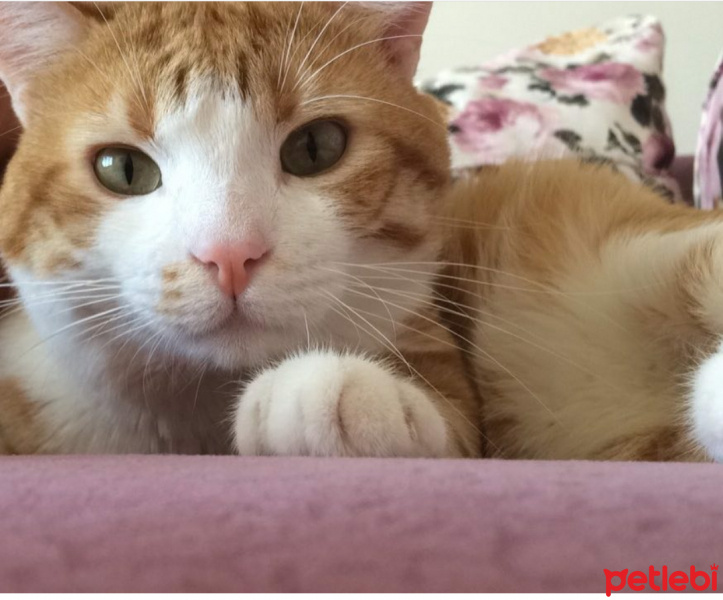 Tekir Kedi, Kedi  Berkcan fotoğrafı